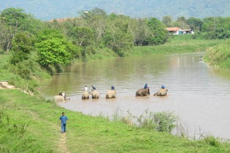 New Horizons: Swimming with Elephants