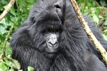 Congo Gorilla Trekking to Colombian Birdwatching