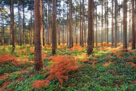 Autumnal Walking in The New Forest