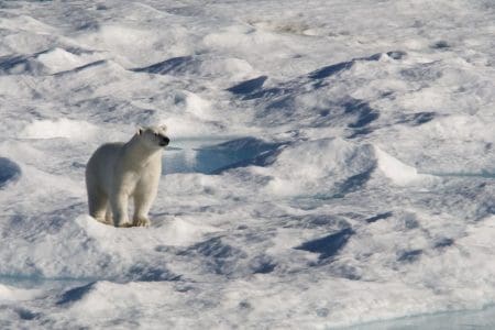 Watch Bowhead Whales and Polar Bears in Arctic Canada