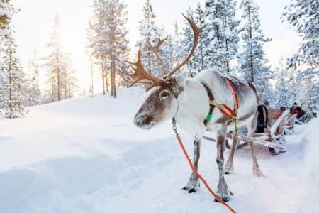 Lap It Up this Winter in Finland