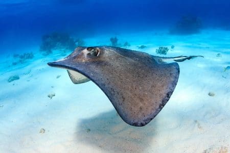 Belize to Open First National Ray Sanctuary