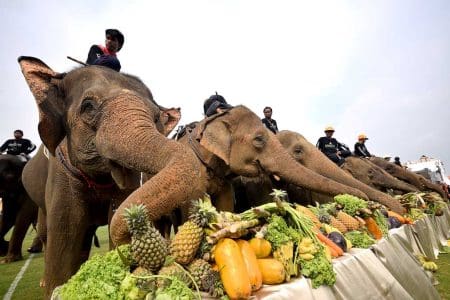 Bangkok’s 2018 King’s Cup Elephant Polo Tournament Date Set