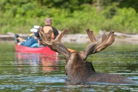 Algonquin-Provincial-Park-(2)