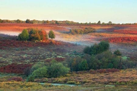 Christmas in the New Forest