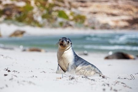 Private Sunrise Tour on Seal Bay, Kangaroo Island