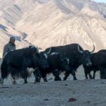 Yaks, Silk Road travel, Tajikistan