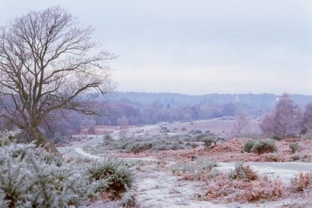 The Best Deal in The New Forest this Winter?