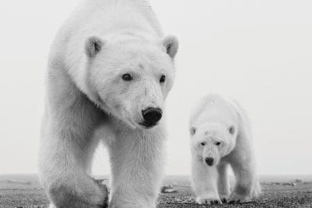 Natural World Presents Polar Bear Safaris