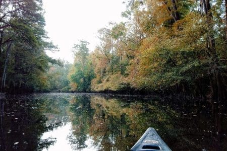 New 360ᵒ video tour of Congaree National Park