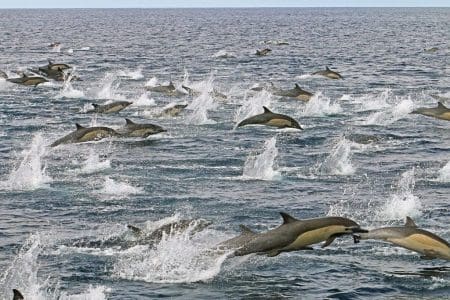 Explore the Marine Life of Baja California