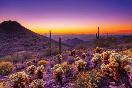 McDowell Sonoran Preserve - Purple (1)