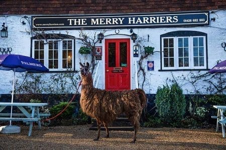 Go Llama Trekking in Surrey