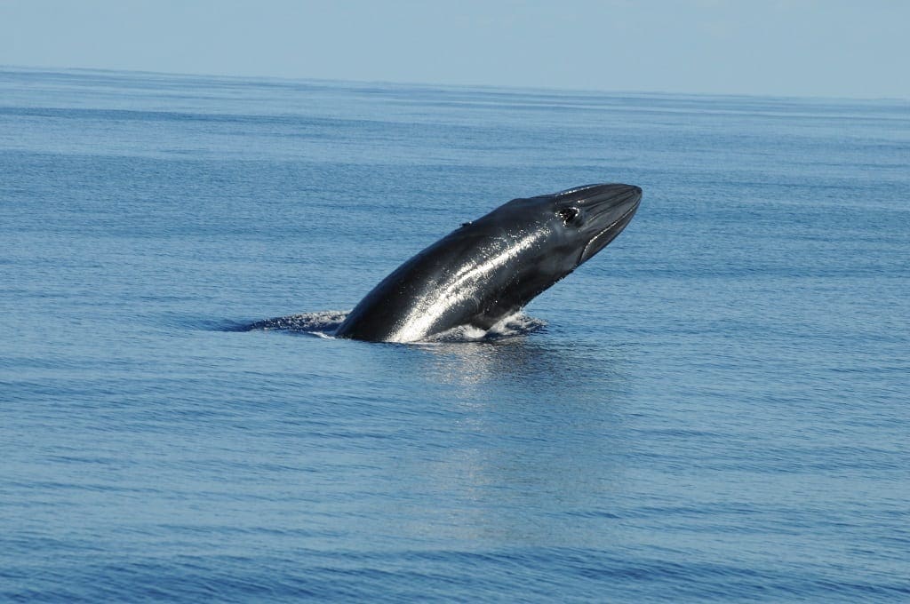 Bryde whale - © Rui Romano