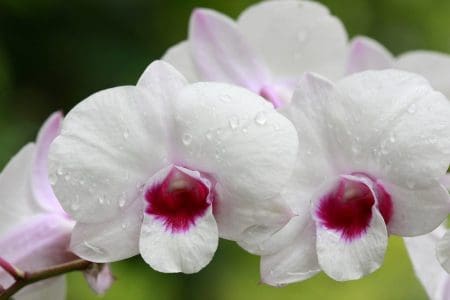 Enjoy the Orchids in Northern Thailand