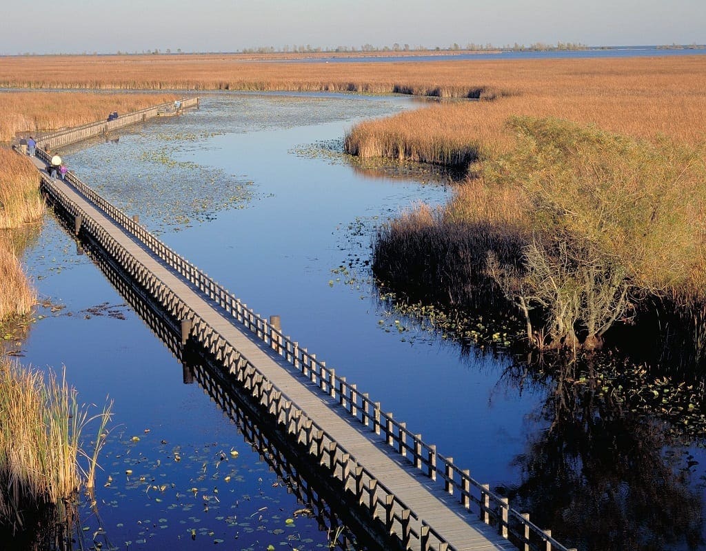 The Marsh Boardwalk at Point Pelee