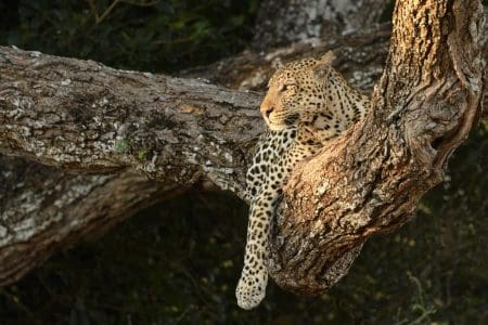 African Safari Holidays Avoiding the Crowds