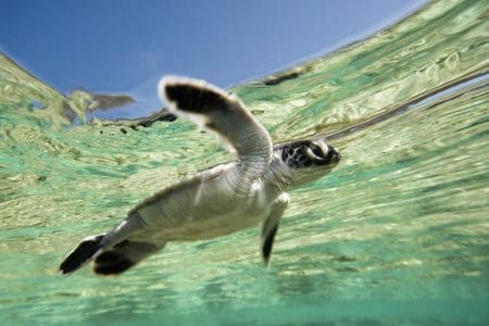 Three Initiatives for World Oceans Day