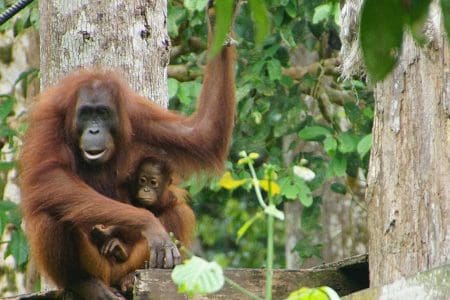 Sabah Borneo Holidays: Mountains, Rainforest and Orangutan