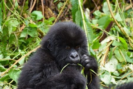 Up Close and Personal: Uganda’s Mountain Gorilla