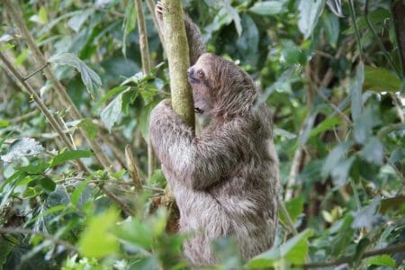 Sponsor a Sloth with Explore