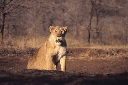 Asiatic Lion