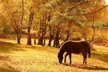 The Merry Month of May in the New Forest