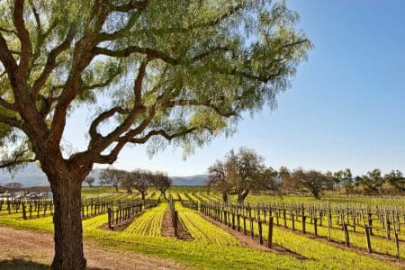 9 Ways to Sample Santa Barbara Wine