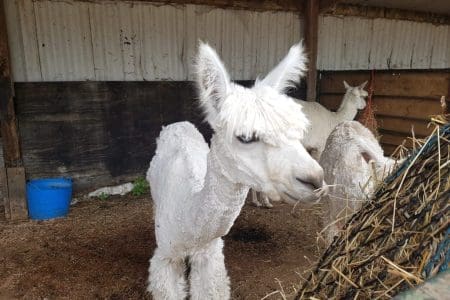 Walking with Alpacas in the New Forest