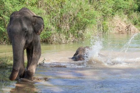 Elephant Sanctuary on World Elephant Day