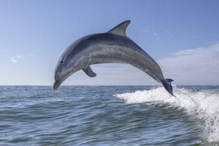 Whale, Bird & Dolphin Watching in Spain