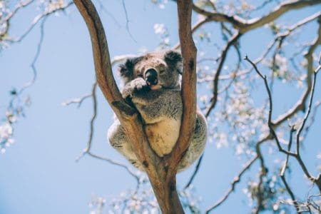 Koala in a tree