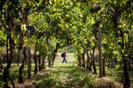 Slovenian Walking Tour On Foot