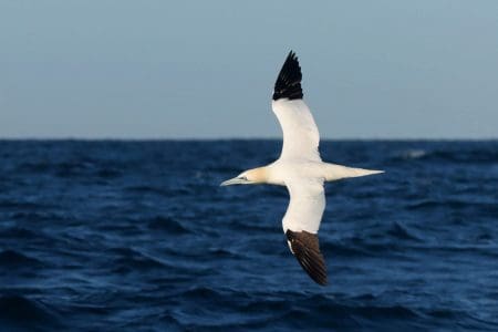 Sagres Birdwatching Festival 2024, Portugal