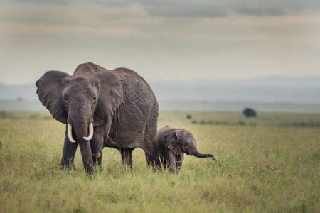 Elephant in Crisis Appeal for World Elephant Day