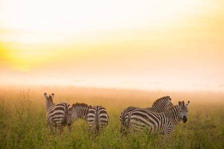 Take an African Safari This Weekend