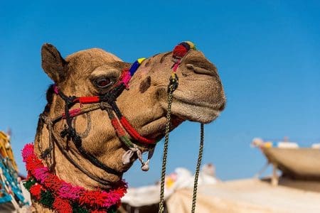 Pushkar Camel Fair 2024, India