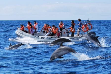 Discover Lava Lands and Swim with Wild Dolphins