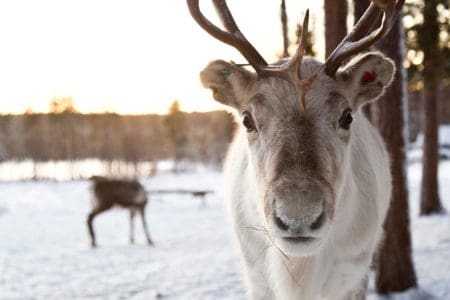 Reindeer and Aurora Gazing in Finnish Lapland