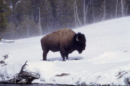 Winter Snow Safari in Yellowstone