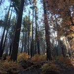 Yosemite Park Tuolumne County