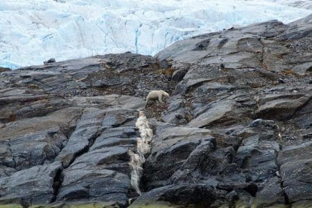 Share a Glacier with a Polar Bear