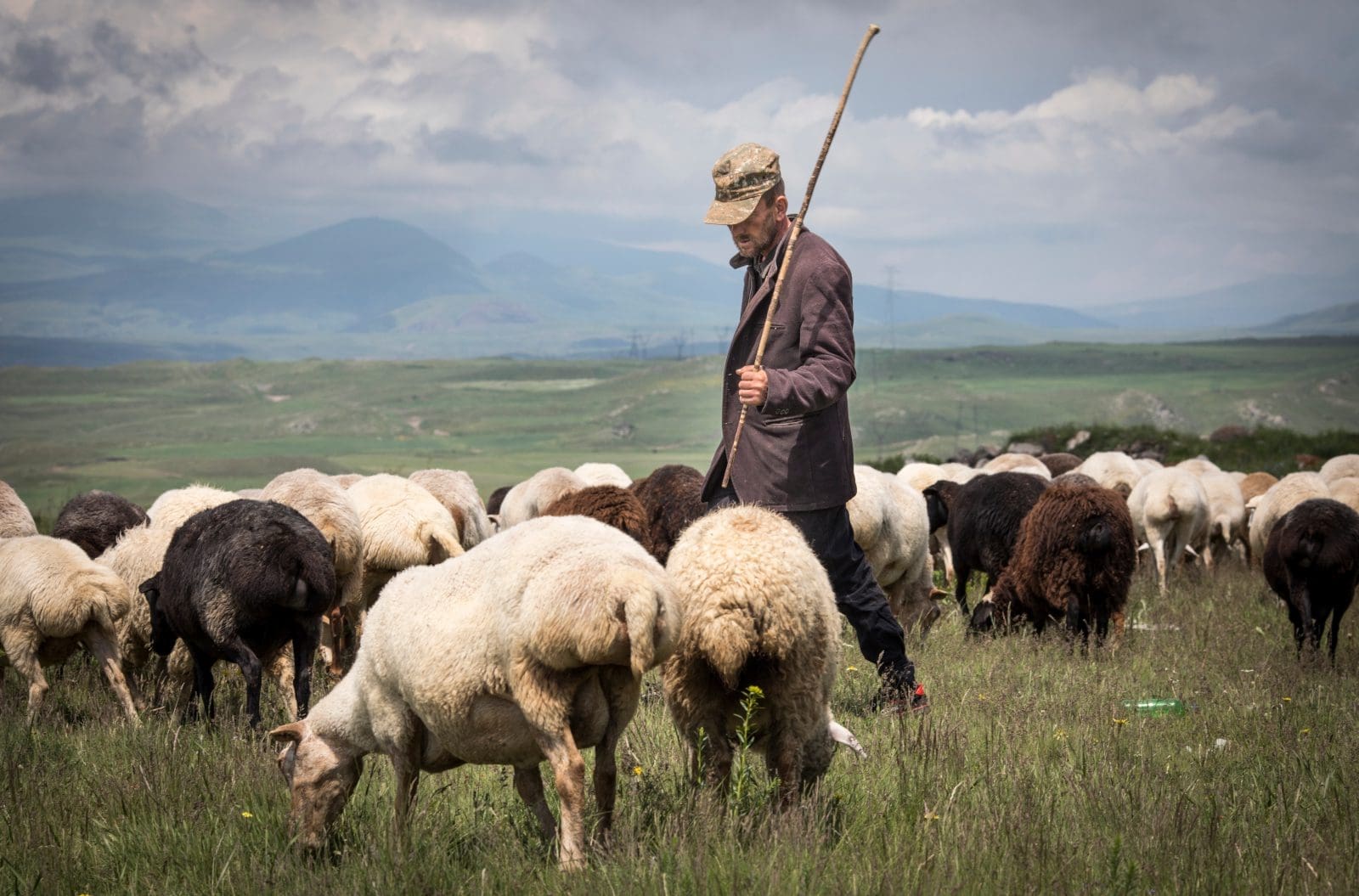 Im sheep. Армянин с овцой. Тексельские овцы. Встреча с аймушом и его овцами.