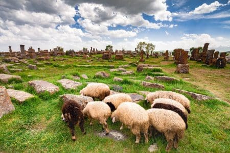 Sheep Shearing Festival, Khot Armenia