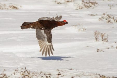 Winterwatch in the Cairngorms National Park