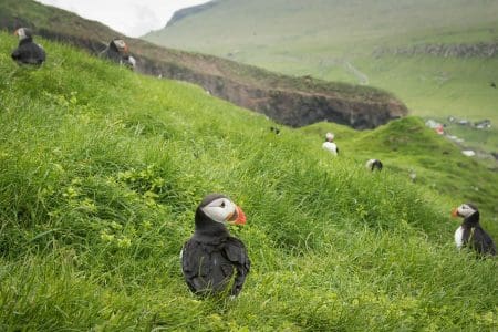 Faroe Islands Holiday