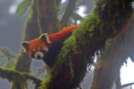 See Red Pandas In The Wild in Nepal