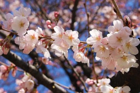 When Is Japan’s Cherry Blossom Season?