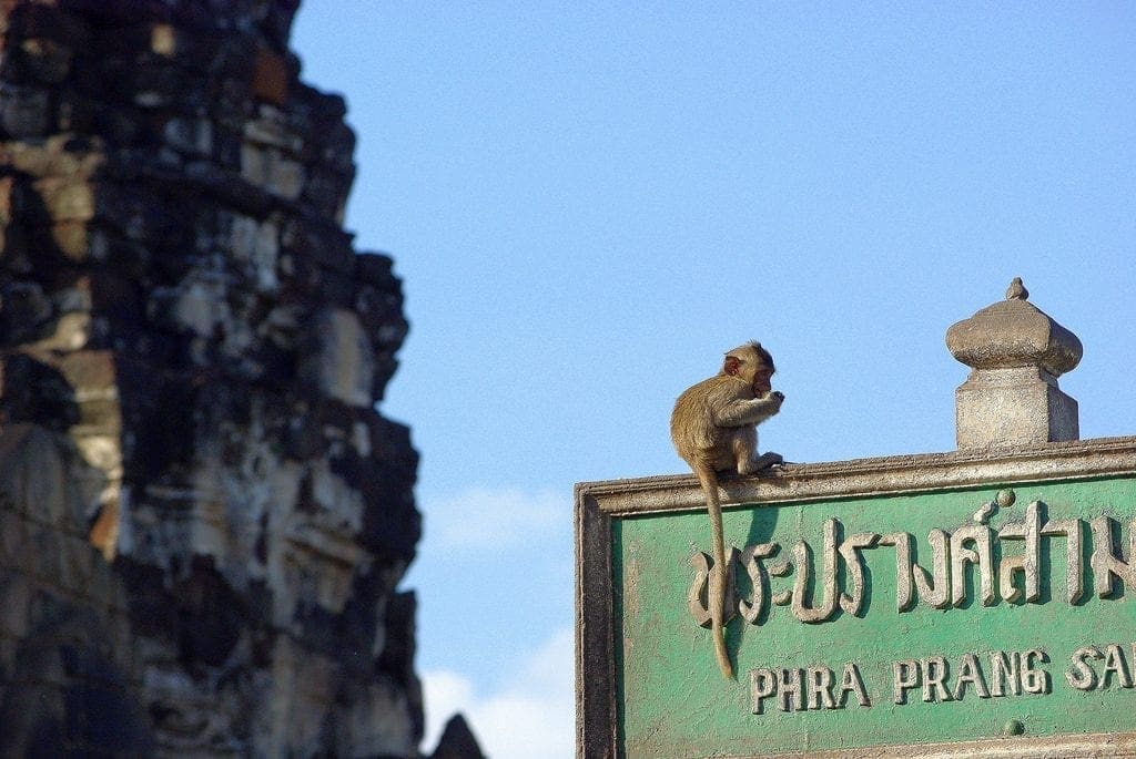 Monkey Buffet Festival, Lopburi, Thailand 2022 - Travel Begins at 40