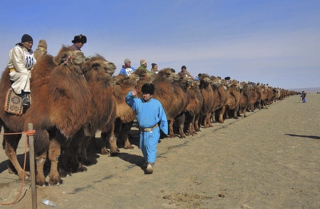 Camel Festival Mongolia